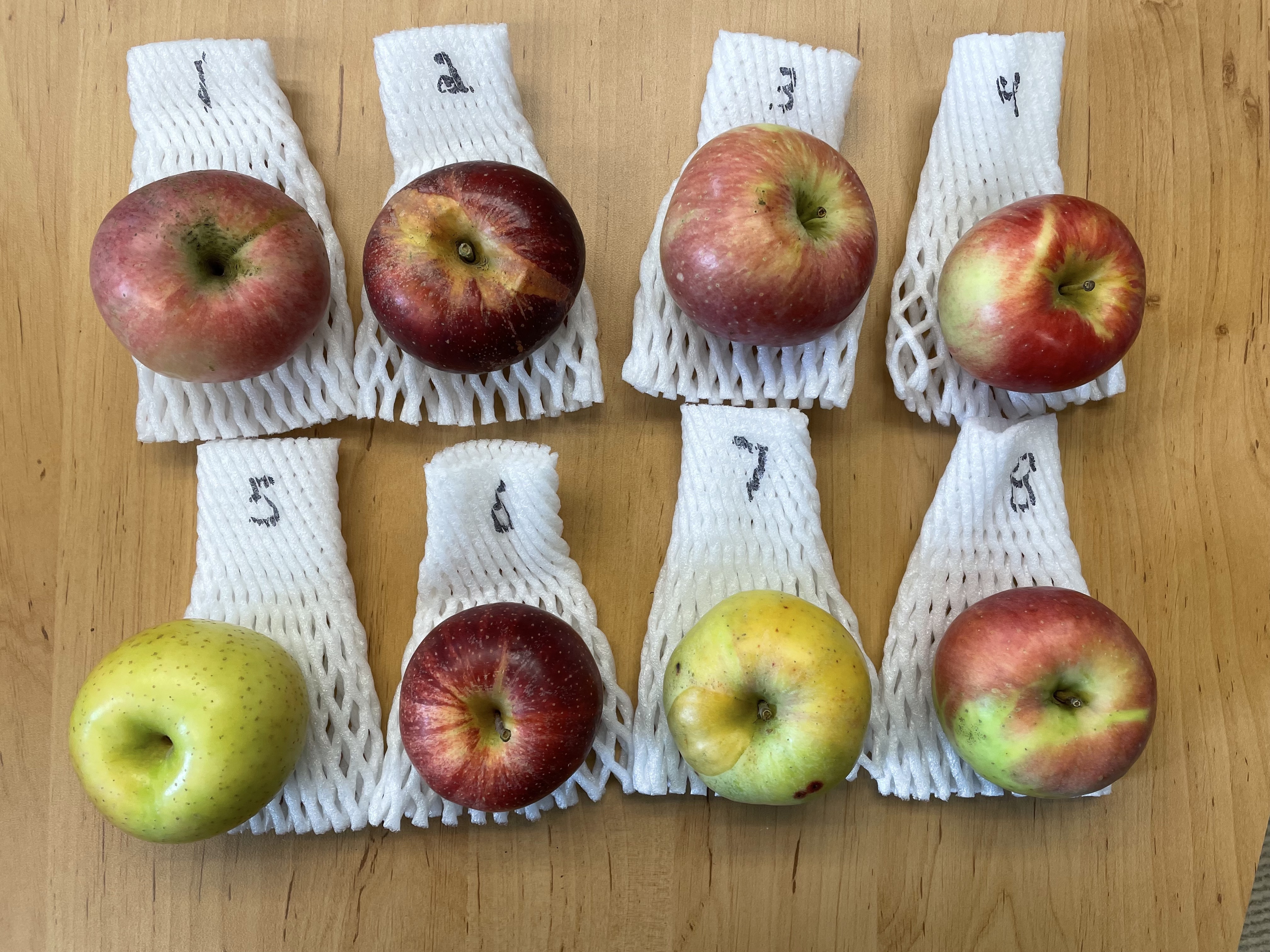 A selection of apples to taste from Diane Miller.  We loved the MAIA advanced selections, especially #3 (Summersweet) and #7 (Juicycrisp)