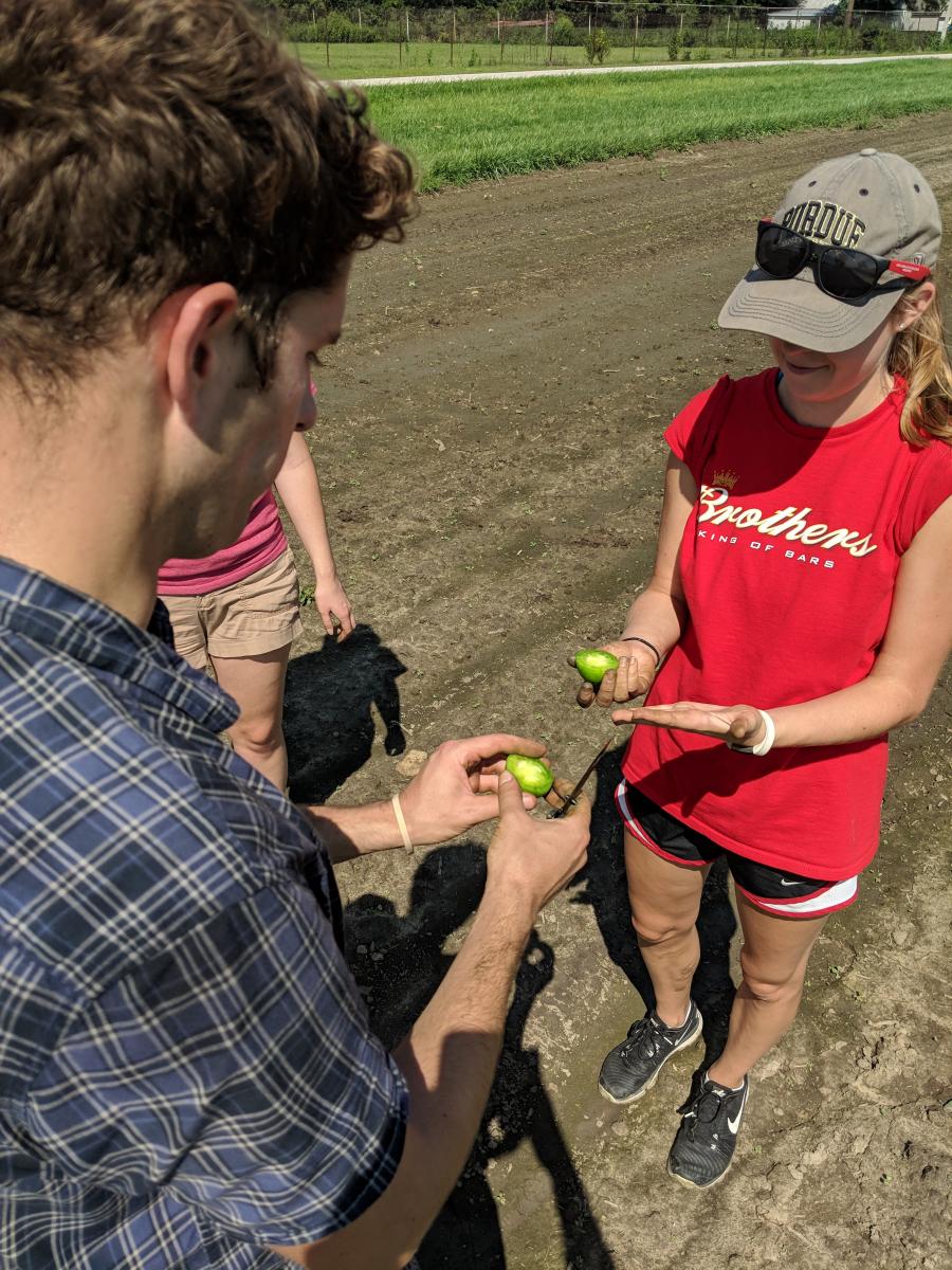 Michael (front) teaching Jenna (right) and Mallory (left hidden) to use unripe tomato to remove tomato harvesting gunk from your hands, September 2018, Fremont, Ohio