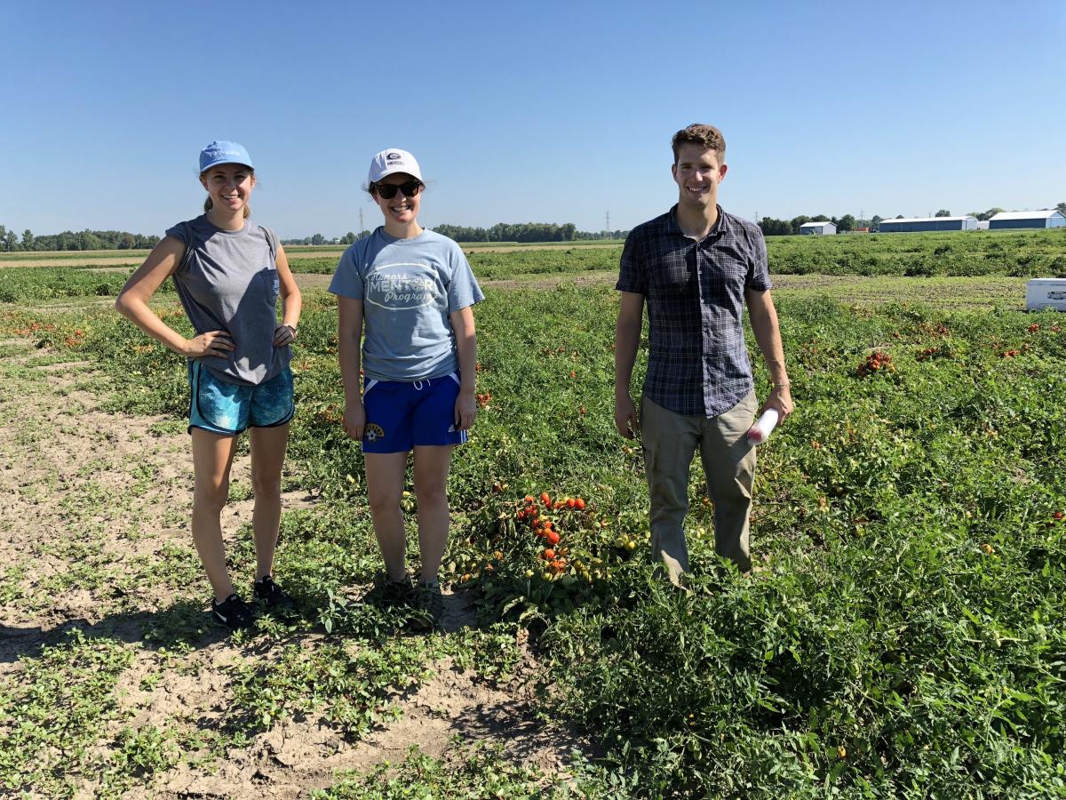 Harvesting tomatoes in Fremont, Ohio, September 2018. L-to-R: Jenna, Mallory, Michael