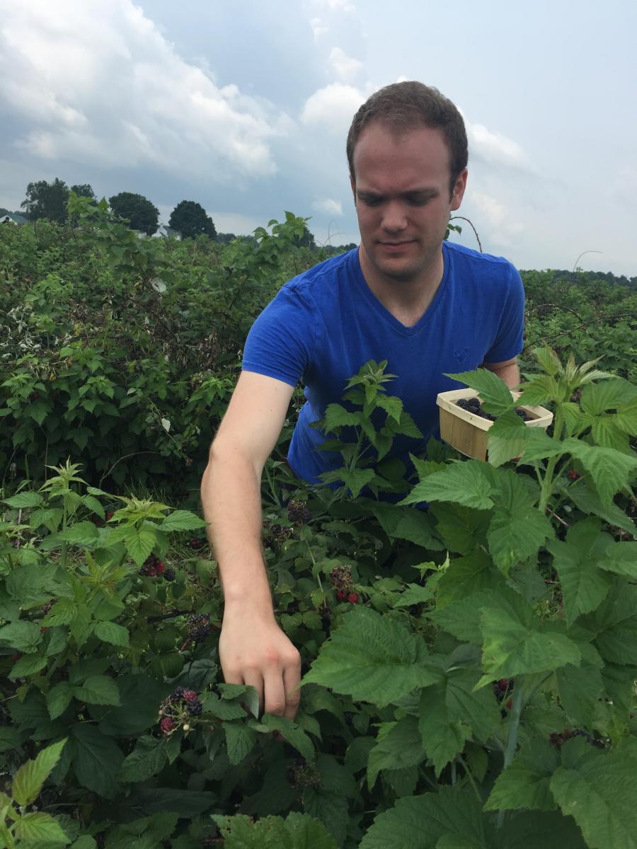 Matt picks black raspberries at Stokes Berry Farm, summer 2015, Wilmington, Ohio