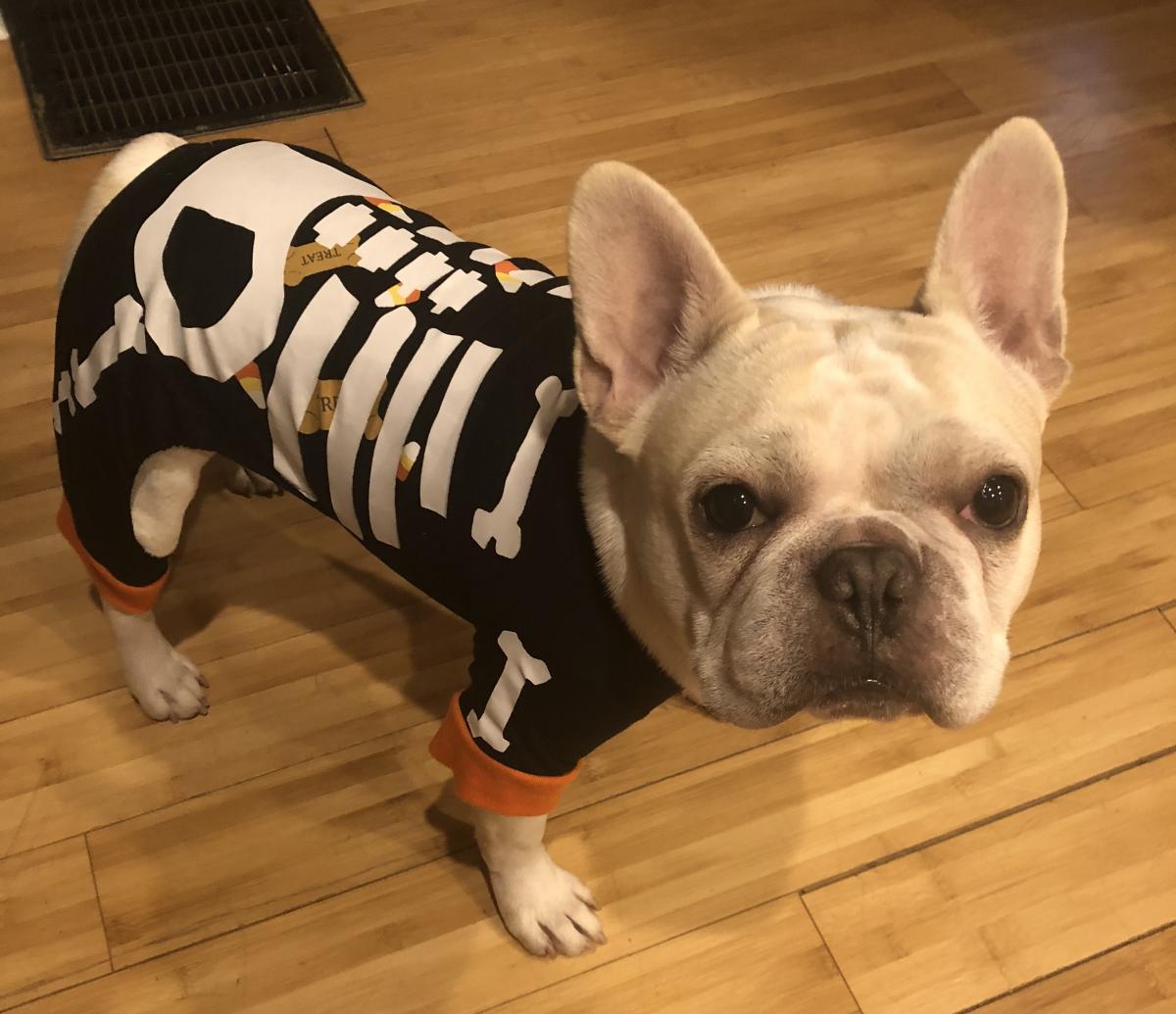 Happy Halloween from the worst pipetter in the lab, Nacho (Cooperstone), Oct 2018